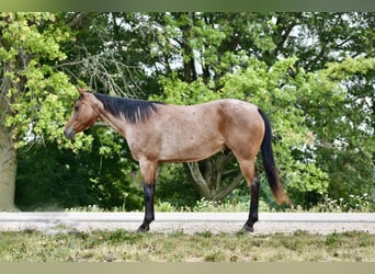 Missouri Fox Trotter, Wałach, 6 lat, 150 cm, Gniadodereszowata
