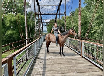 Missouri Fox Trotter, Wałach, 6 lat, 150 cm, Gniadodereszowata