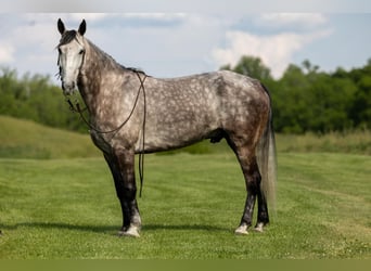 Missouri Fox Trotter, Wałach, 6 lat, 160 cm, Siwa