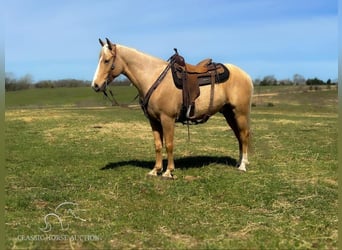 Missouri Fox Trotter, Wałach, 7 lat, 152 cm, Izabelowata