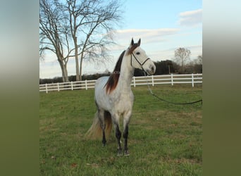 Missouri Fox Trotter, Wałach, 7 lat, 152 cm, Siwa