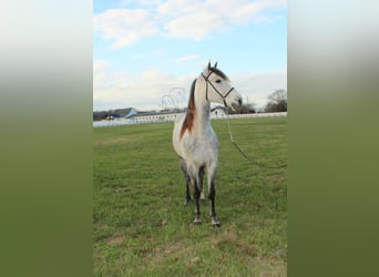 Missouri Fox Trotter, Wałach, 7 lat, 152 cm, Siwa