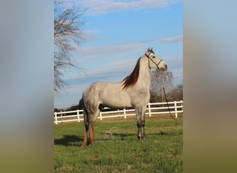 Missouri Fox Trotter, Wałach, 7 lat, 152 cm, Siwa