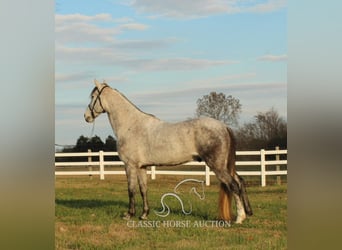 Missouri Fox Trotter, Wałach, 7 lat, 152 cm, Siwa