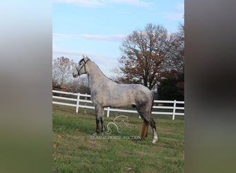 Missouri Fox Trotter, Wałach, 7 lat, 152 cm, Siwa