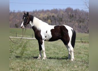 Missouri Fox Trotter, Wałach, 7 lat, 152 cm, Tobiano wszelkich maści
