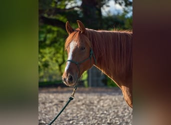 Missouri Fox Trotter, Wałach, 7 lat, 156 cm, Kasztanowata