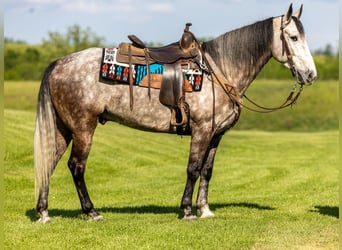 Missouri Fox Trotter, Wałach, 7 lat, 160 cm, Siwa