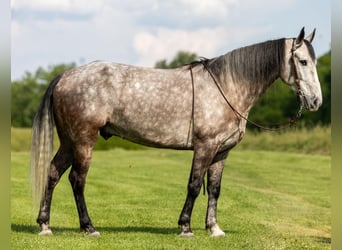 Missouri Fox Trotter, Wałach, 7 lat, 160 cm, Siwa