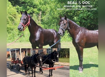 Missouri Fox Trotter, Wałach, 8 lat, 132 cm, Gniada