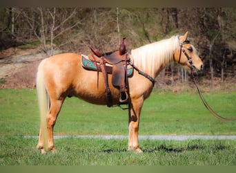 Missouri Fox Trotter, Wałach, 8 lat, 152 cm, Izabelowata