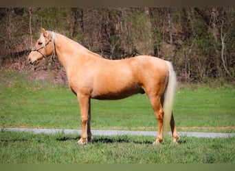 Missouri Fox Trotter, Wałach, 8 lat, 152 cm, Izabelowata