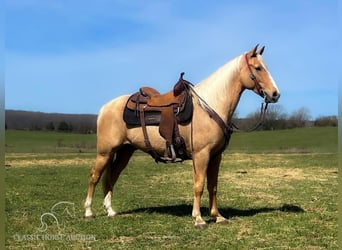 Missouri Fox Trotter, Wałach, 8 lat, 152 cm, Izabelowata