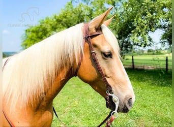 Missouri Fox Trotter, Wałach, 8 lat, 152 cm, Izabelowata