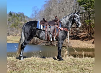 Missouri Fox Trotter, Wałach, 8 lat, 152 cm, Siwa jabłkowita