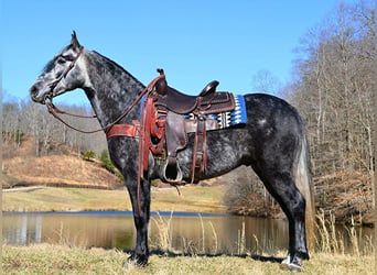 Missouri Fox Trotter, Wałach, 8 lat, 152 cm, Siwa jabłkowita