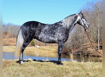 Missouri Fox Trotter, Wałach, 8 lat, 152 cm, Siwa jabłkowita