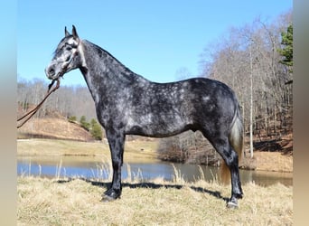 Missouri Fox Trotter, Wałach, 8 lat, 152 cm, Siwa jabłkowita