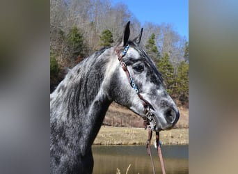 Missouri Fox Trotter, Wałach, 8 lat, 152 cm, Siwa jabłkowita