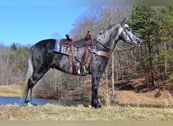 Missouri Fox Trotter, Wałach, 8 lat, 152 cm, Siwa jabłkowita