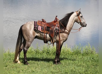 Missouri Fox Trotter, Wałach, 8 lat, 152 cm, Siwa jabłkowita