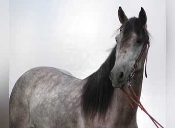 Missouri Fox Trotter, Wałach, 8 lat, 152 cm, Siwa jabłkowita