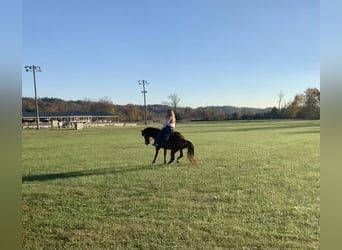 Missouri Fox Trotter, Wałach, 8 lat, 155 cm, Gniada