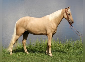 Missouri Fox Trotter, Wałach, 8 lat, 155 cm, Izabelowata