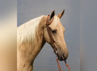 Missouri Fox Trotter, Wałach, 8 lat, 155 cm, Izabelowata