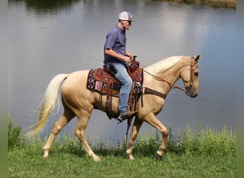 Missouri Fox Trotter, Wałach, 8 lat, 155 cm, Izabelowata