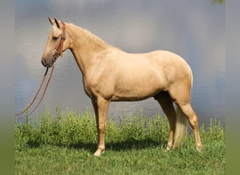 Missouri Fox Trotter, Wałach, 8 lat, 155 cm, Izabelowata