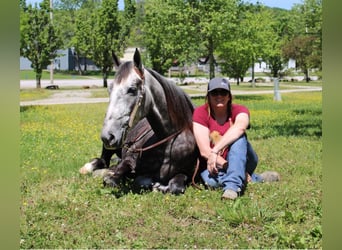 Missouri Fox Trotter, Wałach, 8 lat, 157 cm, Siwa jabłkowita