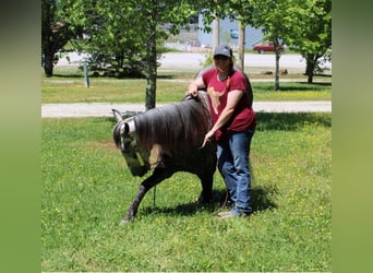 Missouri Fox Trotter, Wałach, 8 lat, 157 cm, Siwa jabłkowita