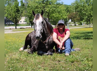 Missouri Fox Trotter, Wałach, 8 lat, 157 cm, Siwa jabłkowita