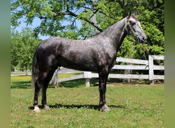 Missouri Fox Trotter, Wałach, 8 lat, 157 cm, Siwa jabłkowita