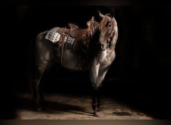 Missouri Fox Trotter, Wałach, 8 lat, Karodereszowata