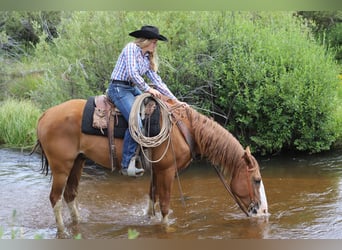 Missouri Fox Trotter, Wałach, 9 lat, 163 cm, Ciemnokasztanowata