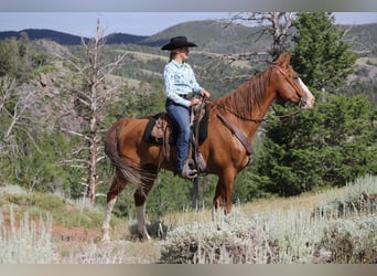 Missouri Fox Trotter, Wałach, 9 lat, 163 cm, Ciemnokasztanowata