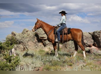 Missouri Fox Trotter, Wałach, 9 lat, 163 cm, Ciemnokasztanowata