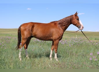 Missouri Fox Trotter, Wałach, 9 lat, 163 cm, Ciemnokasztanowata