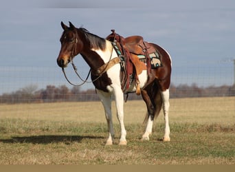Missouri Fox Trotter, Wałach, 9 lat, Gniada