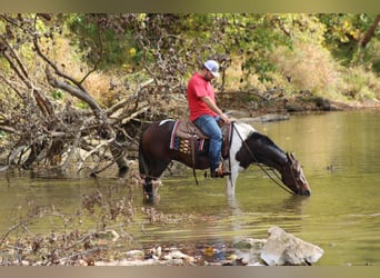 Missouri Fox Trotter, Wałach, 9 lat, Gniada