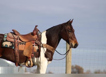 Missouri Fox Trotter, Wałach, 9 lat, Gniada