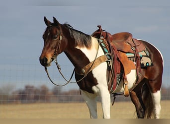 Missouri Fox Trotter, Wałach, 9 lat, Gniada