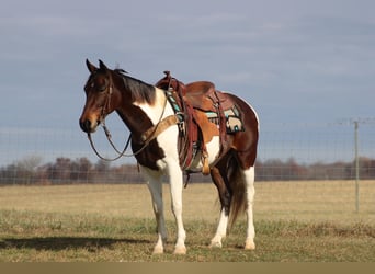 Missouri Fox Trotter, Wałach, 9 lat, Gniada