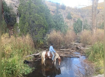 Missouri Foxtrotter, Castrone, 10 Anni, 145 cm, Tobiano-tutti i colori