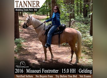 Missouri Foxtrotter, Castrone, 10 Anni, 152 cm, Palomino