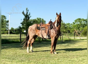Missouri Foxtrotter, Castrone, 10 Anni, 152 cm, Roano rosso