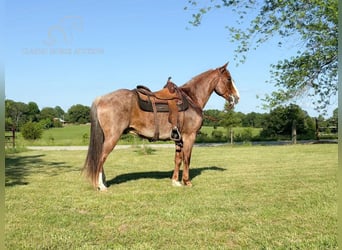 Missouri Foxtrotter, Castrone, 10 Anni, 152 cm, Roano rosso