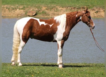 Missouri Foxtrotter, Castrone, 10 Anni, 152 cm, Sauro ciliegia